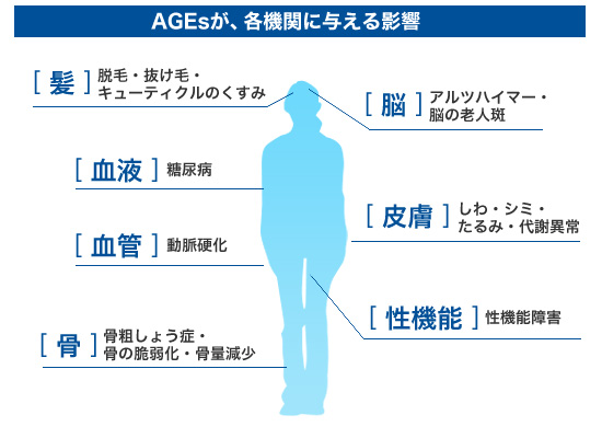AGEs���A�e�@�ւɗ^����e��