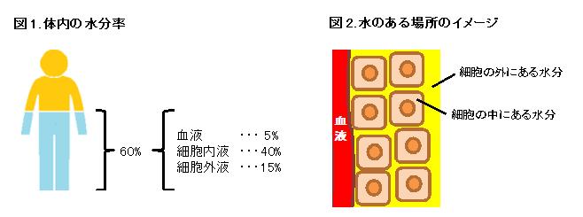 体 脂肪 率 水分