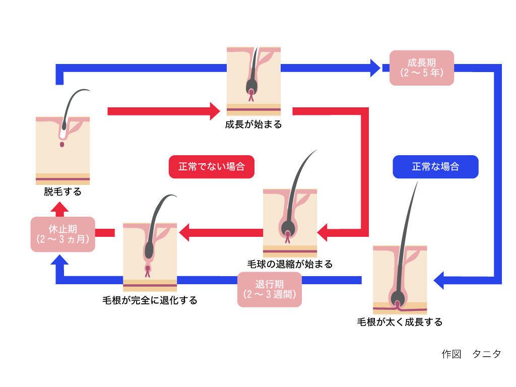 ヘアサイクル