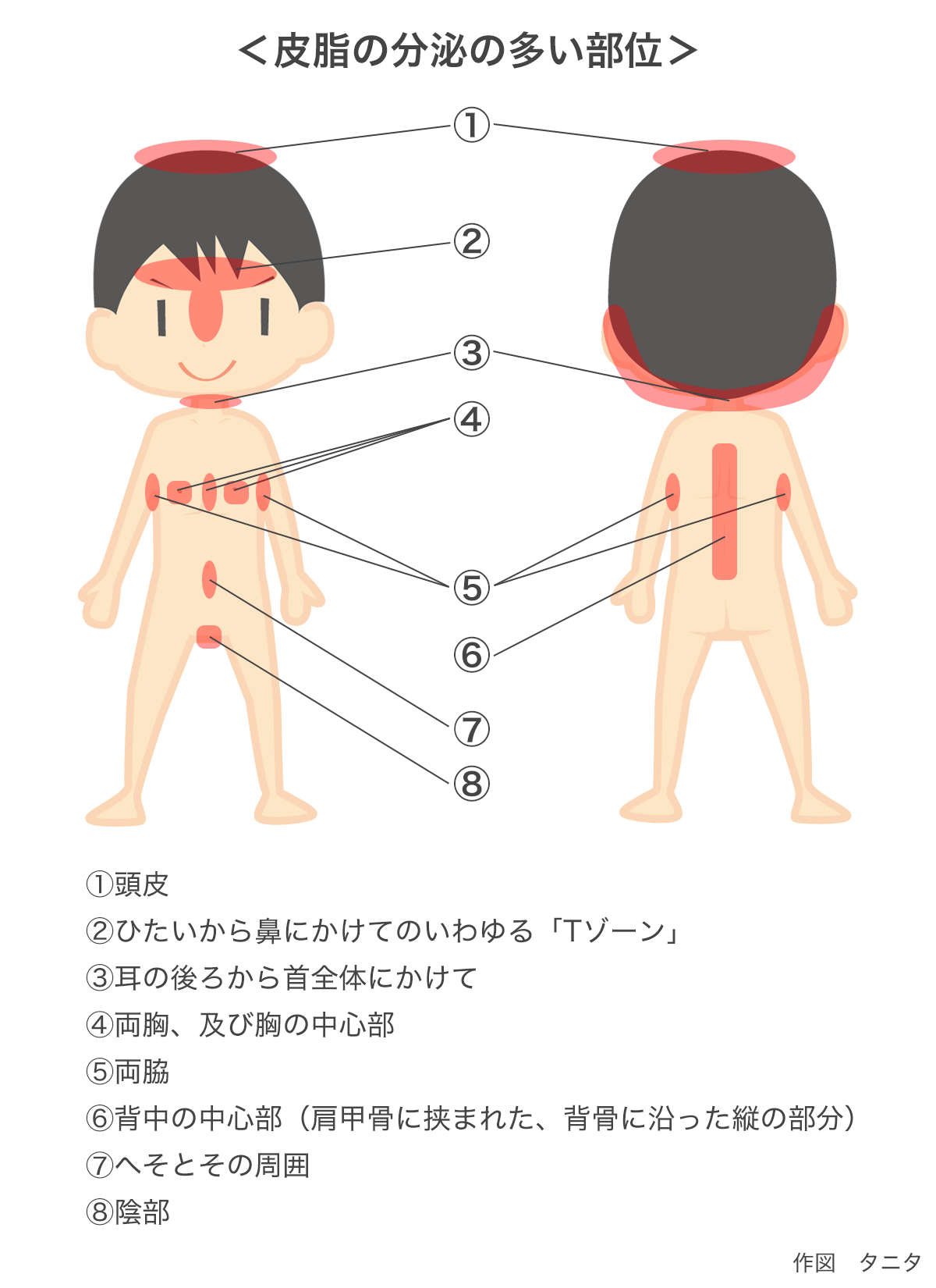 皮脂の分泌の多い部分