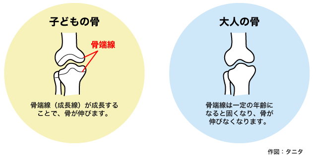 骨端線