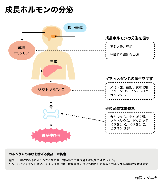 成長ホルモンの分泌