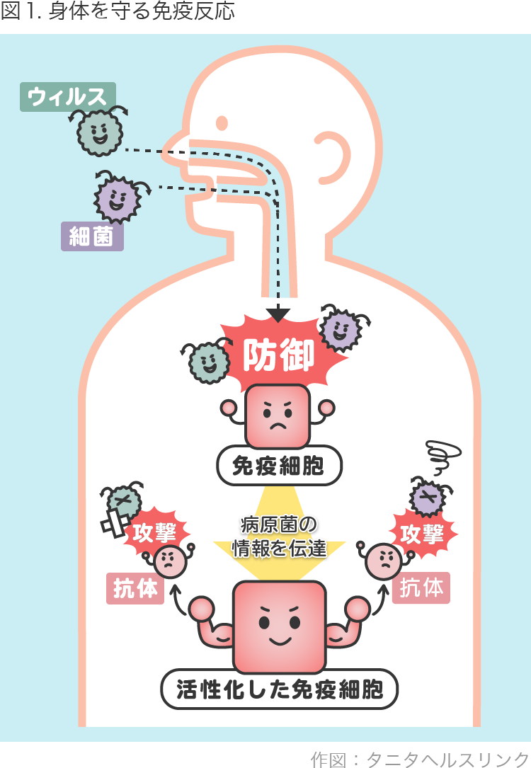 免疫を高めて未知の新型ウイルスに負けないからだをつくりましょう