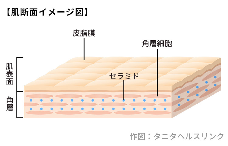 肌の乾燥を防いで美肌を保つには からだカルテ