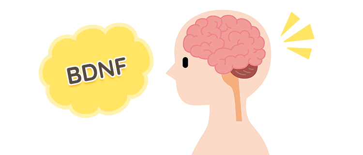 認知機能の維持などに関わる栄養素BDNFとは？