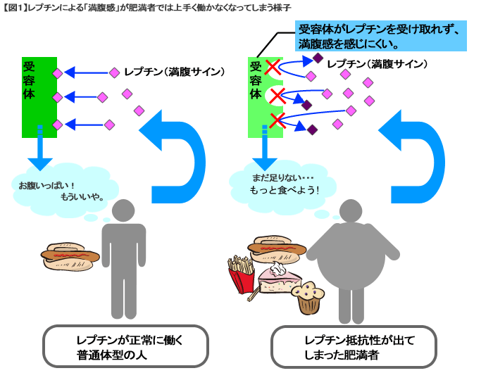 セロトニン 過剰